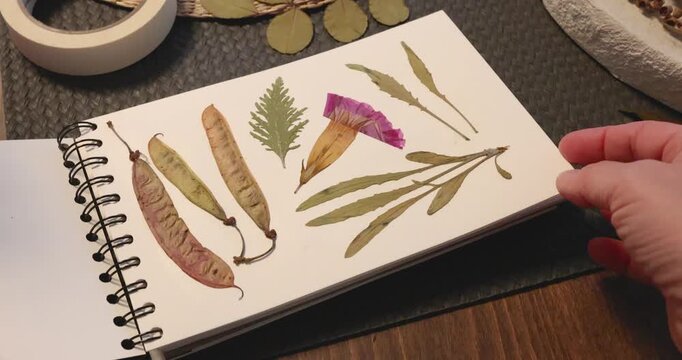 Anonymous person looks at herbarium in album. Collection of pressed and dried leaves and flowers. Handicrafts and hobbies. Exotic plants of the Mediterranean. 