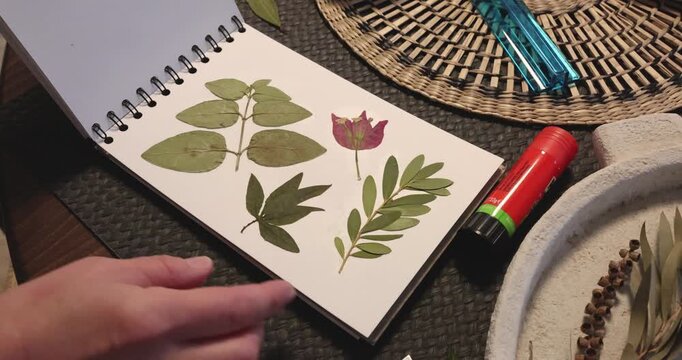 Anonymous person looks at herbarium in album. Collection of pressed and dried leaves and flowers. Handicrafts and hobbies. Exotic plants of the Mediterranean. 