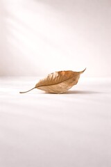 Single dried brown autumn leaf resting on pale pink background with soft natural light