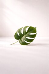 Monstera deliciosa leaf on light pink background with subtle shadow creating calming aesthetic