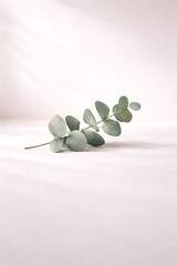 Fresh eucalyptus branch with round leaves on light pink backdrop creating serene aesthetic