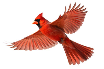 Isolated Red Cardinal Flying &ndash; Vibrant Bird PNG on Transparent Background