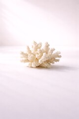 One white coral on white table background with sun light and shadow for cosmetic product display