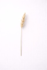 Single dried wheat stalk with grain, isolated against a clean white background, natural, rustic, and simple design element