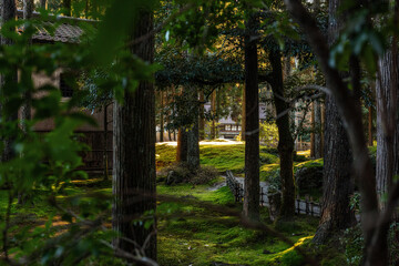 Sunlight Filtering through Trees onto a Lush Mossy Garden