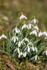Fototapeta premium Snowdrop Group In Peaceful Forest Setting, Tranquil Woodland Scene Showcasing Fragile Snowdrops And Soft Morning Illumination