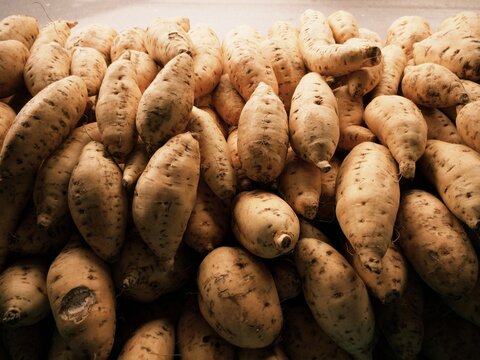 Ubi Cilembu or local sweet potato (Ipomoea batatas) from Cilembu village, in Sumedang, West Java, Indonesia