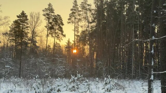 Trees covered with snow. Winter in the forest.