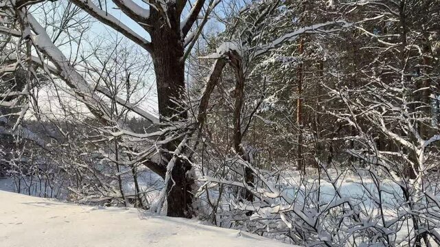 Trees covered with snow. Winter in the forest.