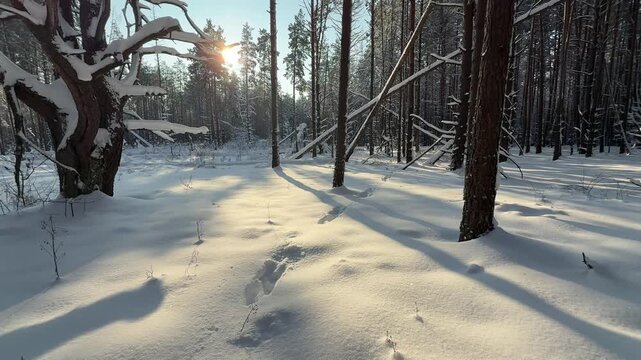 Trees covered with snow. Winter in the forest.