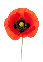 a single, vibrant red poppy flower with crinkled crimson petals, prominent dark center, and green stem, isolated against a transparent studio background with copy space. concept of botanical elegance