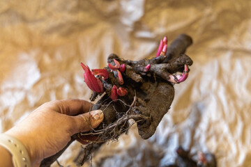 Large root of herbaceous peony with buds and roots before planting © Olga Seyfutdinova 