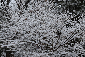 Fototapeta premium Let the snow bloom on a dead tree