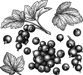Blackcurrant set. Isolated ink sketch. Hand-drawn engraving-style illustration