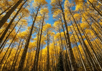 Naklejka premium A dense grove of tall aspen trees displaying brilliant golden yellow leaves under a clear blue sky during the peak of the beautiful fall season ,brilliant ,environment ,landscape