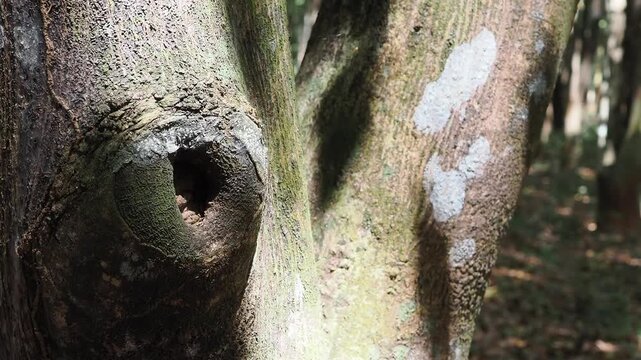 Agarwood tree in the plant,Perfume industry