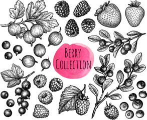 Hand-drawn vintage style berry collection with leaves and branches, isolated on white. Engraving illustration. Ink sketches.