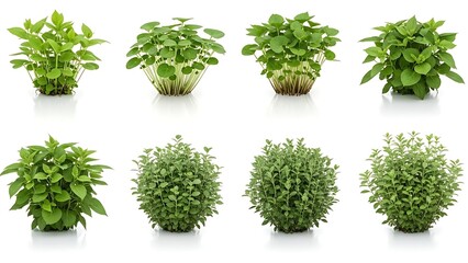 Variety of herbs on display