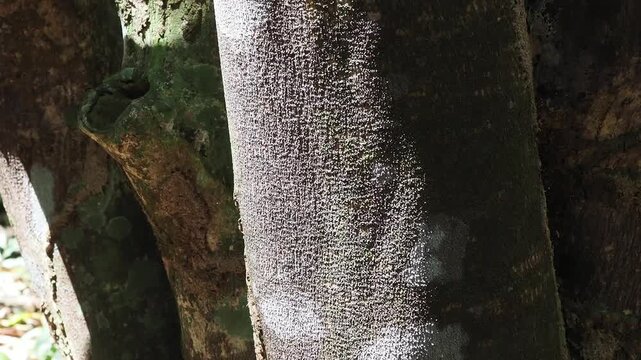 Agarwood tree in the plant,Perfume industry