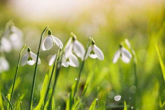 close up of snowdrop flowers backlit in woodland