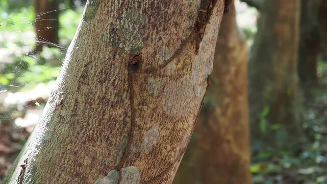 Agarwood tree in the plant,Perfume industry