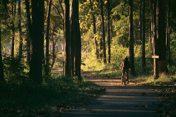Fototapeta premium Bicyclist cycling through summer green forest, enjoying nature lifestyle, fitness and wellness journey, peaceful recreation and adventure in a trees park, freedom, happiness, healthy leisure travel