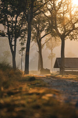 Naklejka premium Misty forest sunrise cabin countryside nature trees sunlight morning rural landscape wooden hut peaceful atmosphere foggy environment tranquil scenery with warm golden light through tall trees