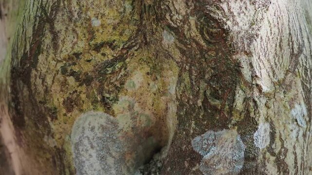 Agarwood tree in the plant,Perfume industry