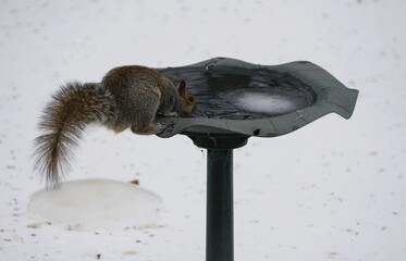 Closeup of a squirrel drinks from a partially frozen birdbath, adapting to limited winter water sources.