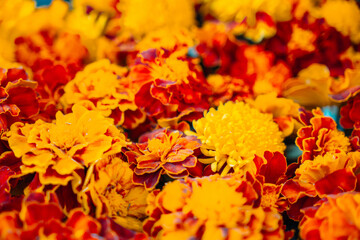 Marigold flowers, calendula floral. Wedding decor, Diwali, Mexican Day of Dead