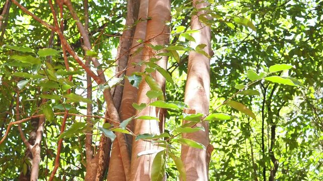 Agarwood tree in the plant,Perfume industry