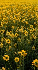 Fototapeta premium Vasto campo di girasoli in piena fioritura sotto il sole estivo. Meravigliosa scena agricola con petali gialli luminosi e natura incontaminata, vasto, campagna, paesaggio