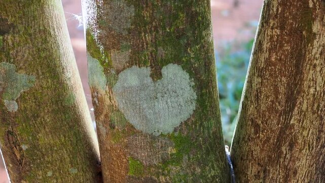 Agarwood tree in the plant,Perfume industry
