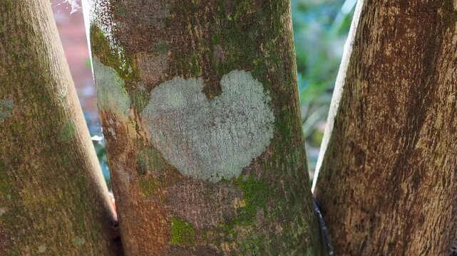 Agarwood tree in the plant,Perfume industry