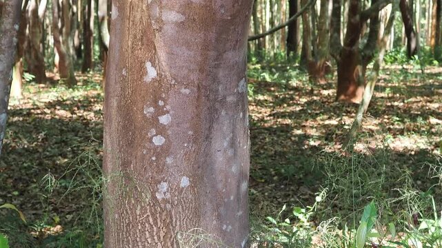 Agarwood tree in the plant,Perfume industry