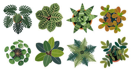 Set of colorful hand drawn flat vector house plants top view including monstera, philodendron, snake plant, fern and succulents, isolated on transparent background © Creative_Juice_Art