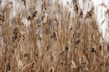 Obraz premium Tall dry grasses sway gently in the wind, creating a natural backdrop with a soft focus effect, highlighting the intricate details of the plant structures