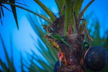 Fototapeta premium parrot on plam tree