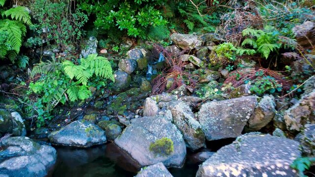 Aerial pull back reveal from a small forest stream to a network of mountain water flows in Rabacal, drone flying backwards over rocks and ferns revealing wild cliffs and cascades in Madeira.
