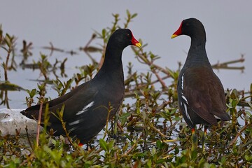 Obraz premium Moorhen