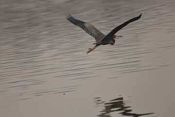 Heron in flight