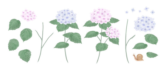 Watercolor light purple and pink hydrangea DIY element set with a snail and leaves for summer design.-300dpi- © URU