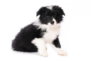 Sitzender Border Collie Welpe