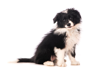 Sitzender Border Collie Welpe isoliert auf wei&szlig;em Grund