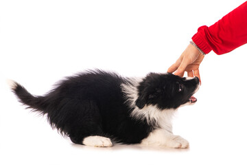 Mann spielt mit Border Collie Welpen