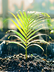 Serene young palm tree growing in rich soil with morning dew and sunlight, symbolizing new beginnings and natural beauty