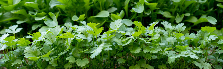 Fresh aromatic herbs growing in a neat row: cilantro, arugula and parsley. Organic homegrown greenery, healthy food concept, cooking ingredients, gardening and sustainable lifestyle. Natural green 