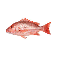 Fresh red snapper fish photographed from the side on a transparent background isolated for graphic design