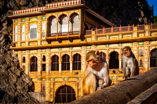 Rhesus macaque monkey in Galta Ji temple courtyard Jaipur