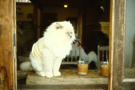 a long-haired Himalayan or persian breed cat  sitting on a wooden table next to two glasses of iced coffee